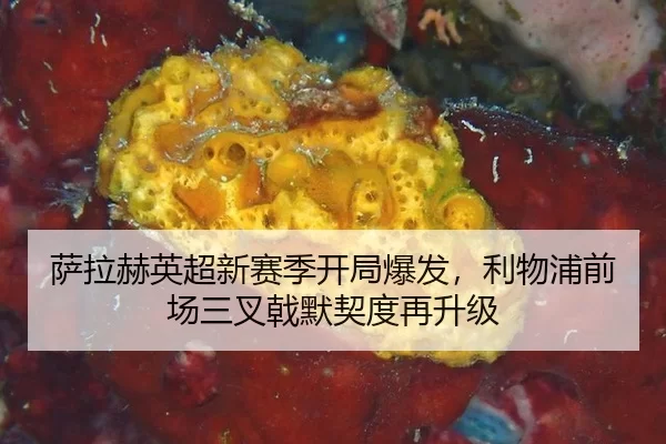 萨拉赫英超新赛季开局爆发，利物浦前场三叉戟默契度再升级